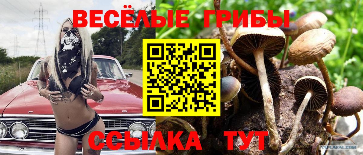 где можно купить   Псилоцибиновые грибы Magic Shrooms  Вход с VPN  Магадан 